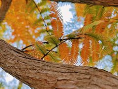 -北京西山国家森林公园