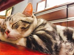 餐具摆设-咖法森林·咖啡  酒吧(天河店)