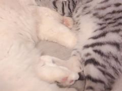 -关爱宠物医院·猫科中心·消化科(滨湖万达分院)