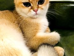 -猫小院猫主题餐厅(三里屯店)