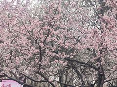 -桃花堤公园