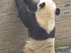 -都江堰中华大熊猫苑