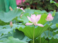 IMG_3246-荷香居(洞企石路店)
