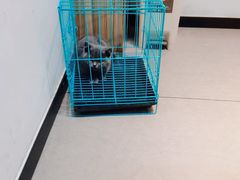 -御宝贝·A梦猫科宠物医院(国际猫友好医院)