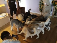 -Husky Go! 哈士奇体验馆·宠物咖啡厅狗咖