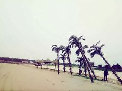 -日照海滨国家森林公园