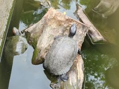 -御霞苑泥烩鸡休闲农庄