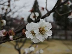 -清晏园