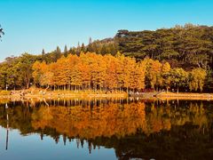 -莲花山公园