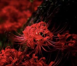 -众刺纹画·纹身·穿孔饰品·海娜定制