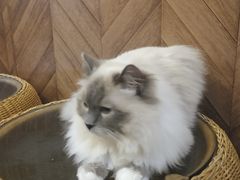-MOCHA明星猫咖(田子坊店)
