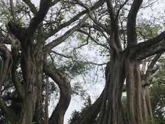 -瑞丽独树成林风景区