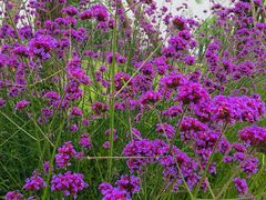 -白鹭湾湿地公园