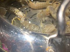 -苏大嘴海鲜牧场(奥林匹克店)