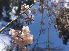 樱花-京都御所