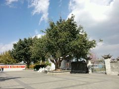 -段氏永平黄焖鸡