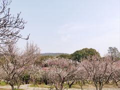 -无锡梅园公园