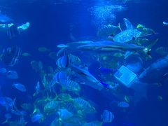 -太平洋海底世界