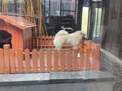 -上海崇明金茂凯悦酒店