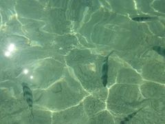 -东姑阿都拉曼海洋公园