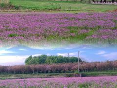 -梁子湖东篱老屋生态庄园