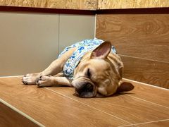 -和它·交个朋友·狗咖猫咖(爱琴海店)