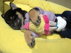 -逗柴咖啡屋·狗咖猫咖宠物桌游