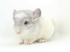 -龙猫仔乐园(惠福东路店)