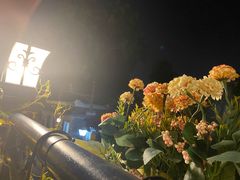 -Sirena海妖日咖夜酒