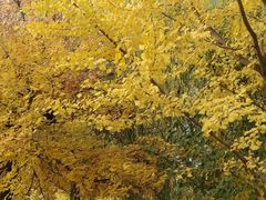 -长白岛森林公园