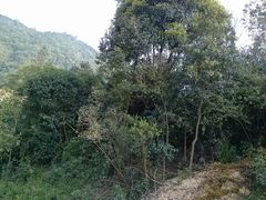 景点-火炉山森林公园