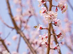 -九如山休闲旅游度假区