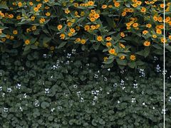-东莞植物园
