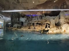 -帝企鹅自助餐厅•儿童岛•真企鹅(长隆企鹅酒店)