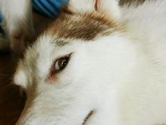 -Husky Go! 哈士奇体验馆·宠物咖啡厅狗咖
