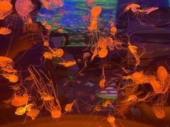 -上海海昌海洋公园