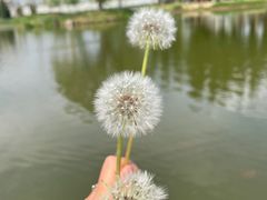 -将府公园