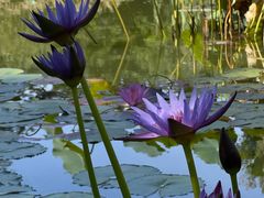 -国家植物园南园