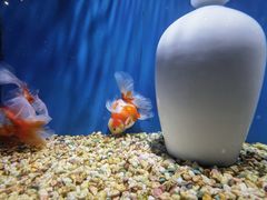 -合肥海洋世界