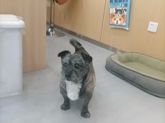 -小伙伴宠物医院•急重症转诊中心·老年专科·犬猫全科(北大街总院)