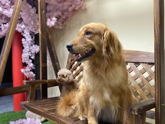 -白兔子密室(长寿路店)