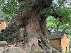 -杨家堂村