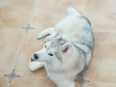 -Let's go狗咖·猫咖·奶狗·桌游(春熙路IFS店)