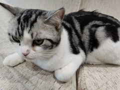 -藏猫猫咖啡主题馆(中央大道店)