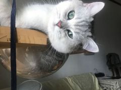 -瑞派动物医院·绝育·犬猫全科·预防医学(光景江南中店)