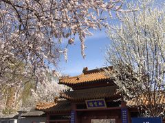 -桃花堤公园