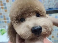 -宠颐生猫科·内科皮肤科(西平世纪城店)