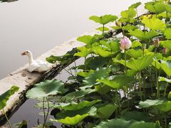 -莲花池公园