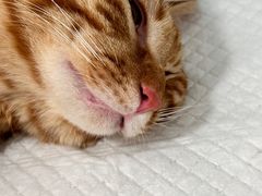 -灵美宠物诊所