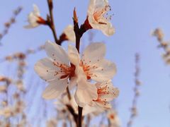 -桃花堤公园
